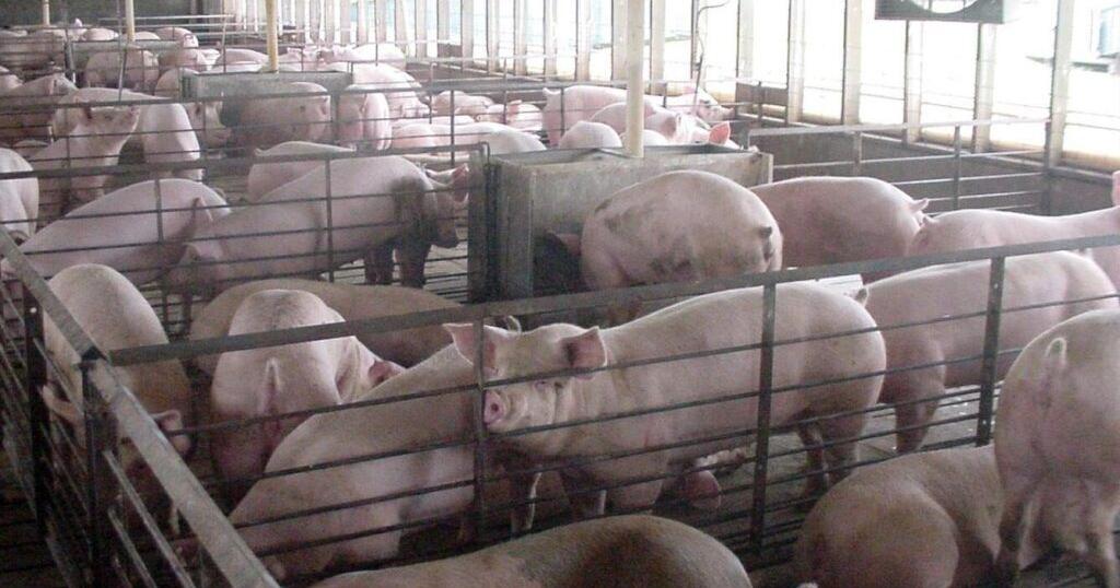 Farm animal welfare rules might be rolled back by Congress