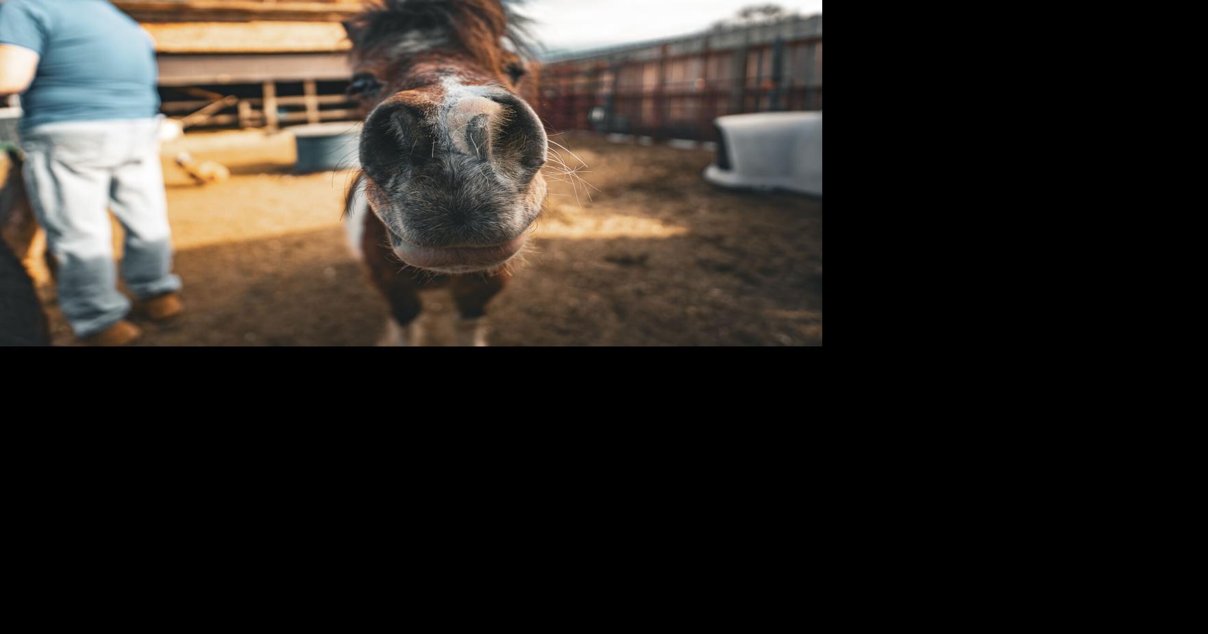 Cowboy Heaven: One woman's evolution from serving veterans to saving miniature horses