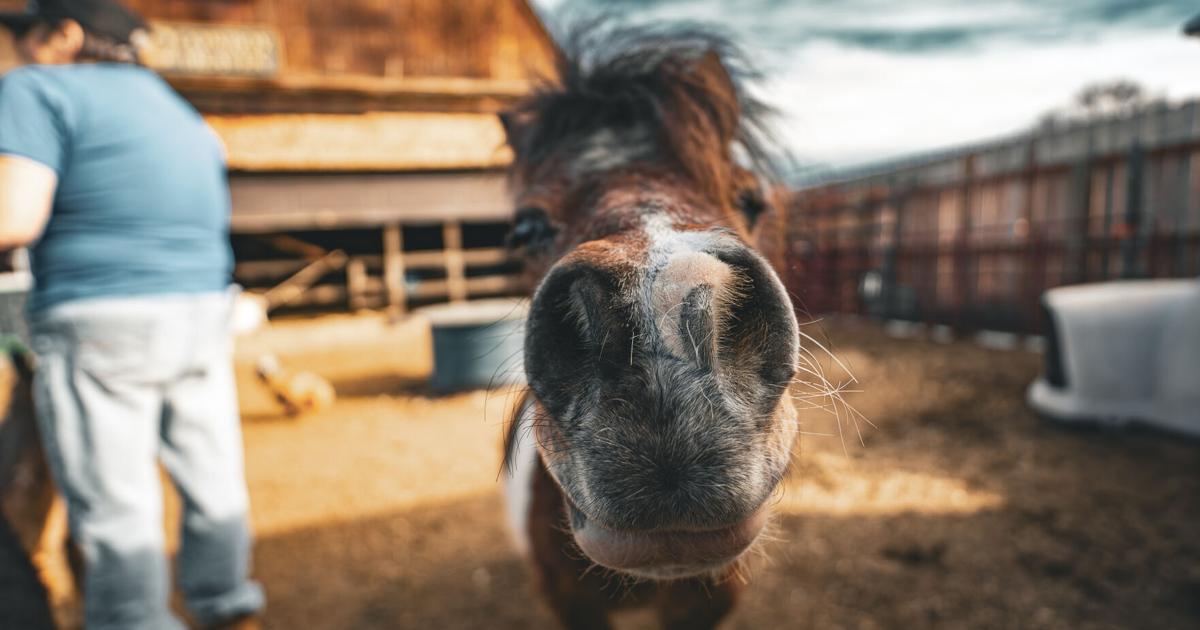 Cowboy Heaven: One woman's evolution from serving veterans to saving miniature horses