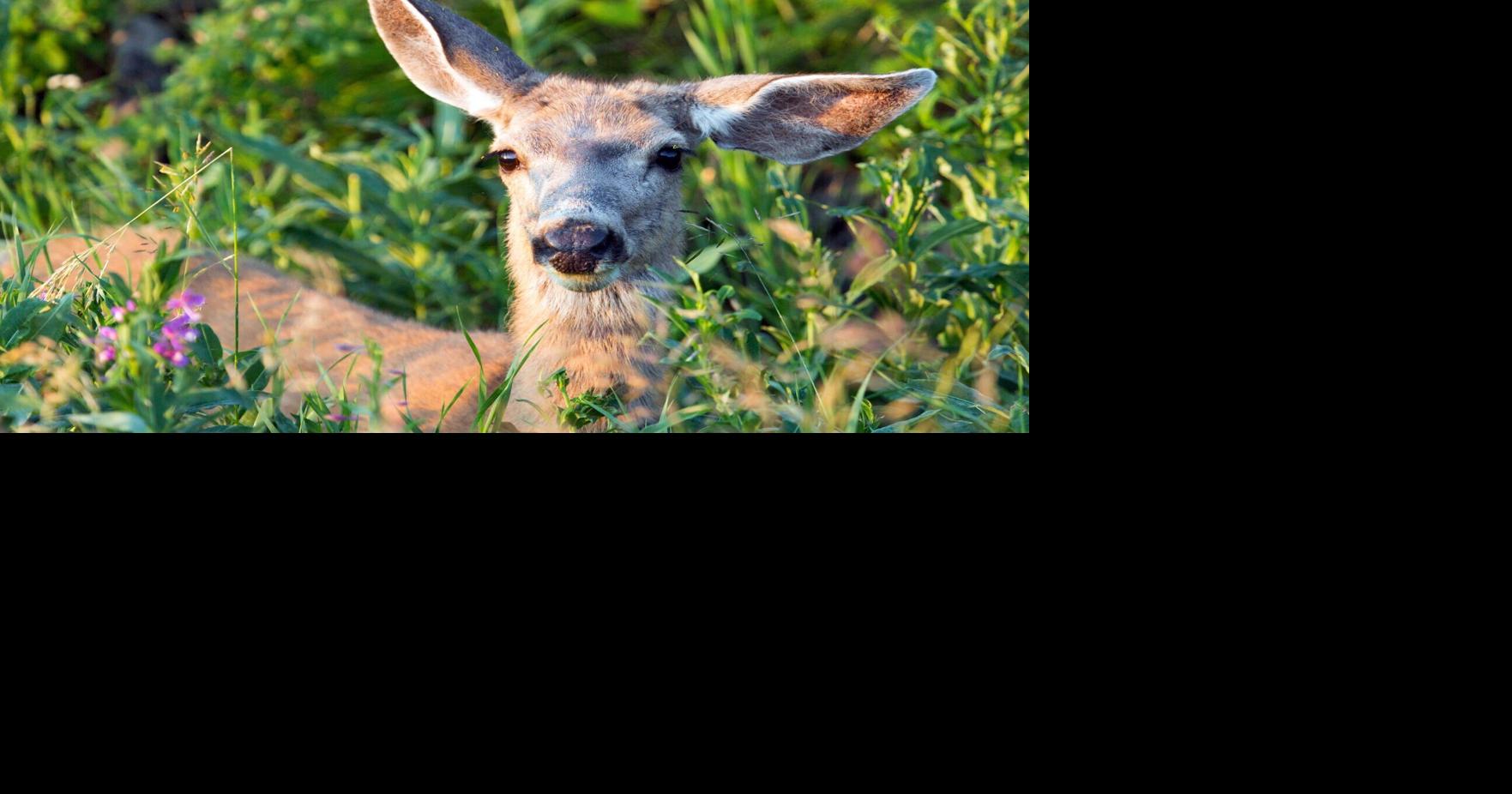 Livingston-area mule deer population declined, FWP says
