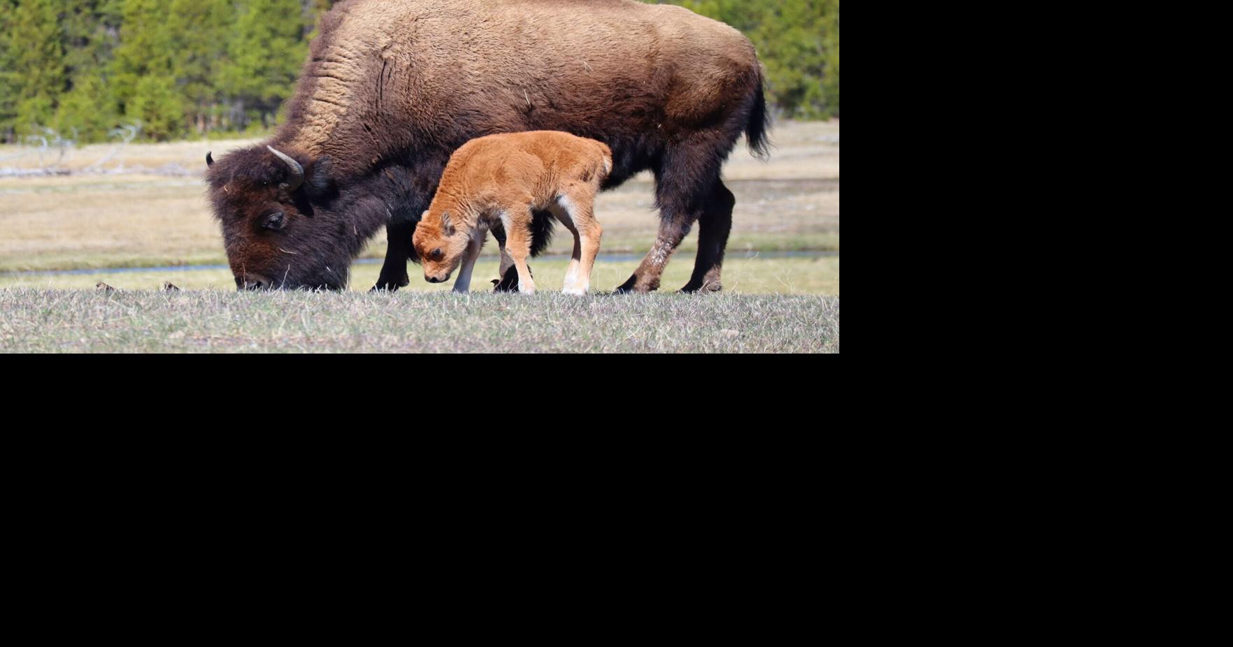 Interior announces supplemental review for Yellowstone bison management plan