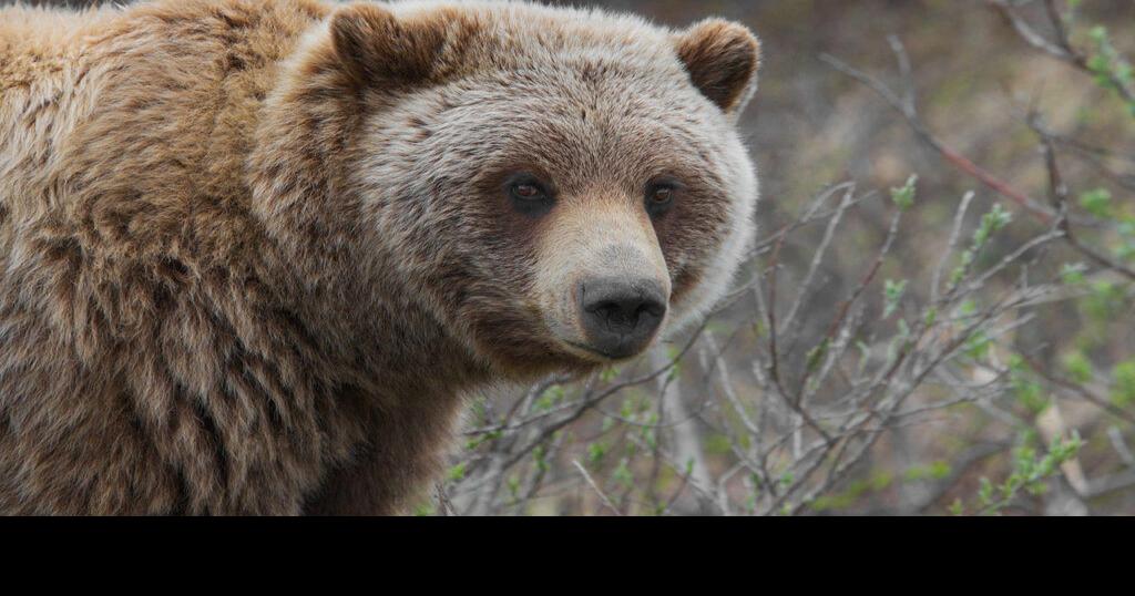 Recent grizzly bear sightings highlight the importance of bear