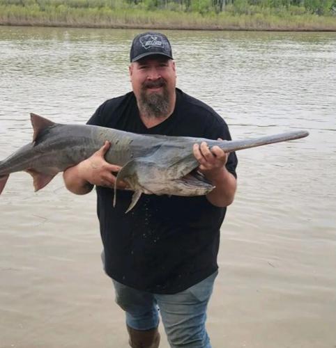 Paddlefish in the river | Local | livingstonenterprise.com
