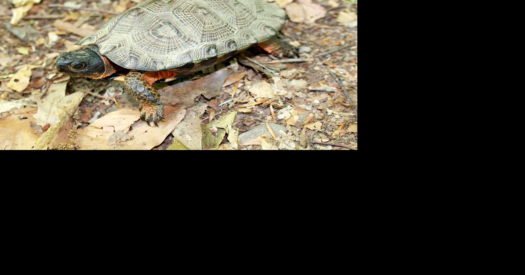 EXPLORING THE NIAGARA FRONTIER: The rare and interesting wood turtle ...