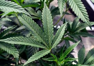 Porter enacts six-month moratorium on new cannabis facilities