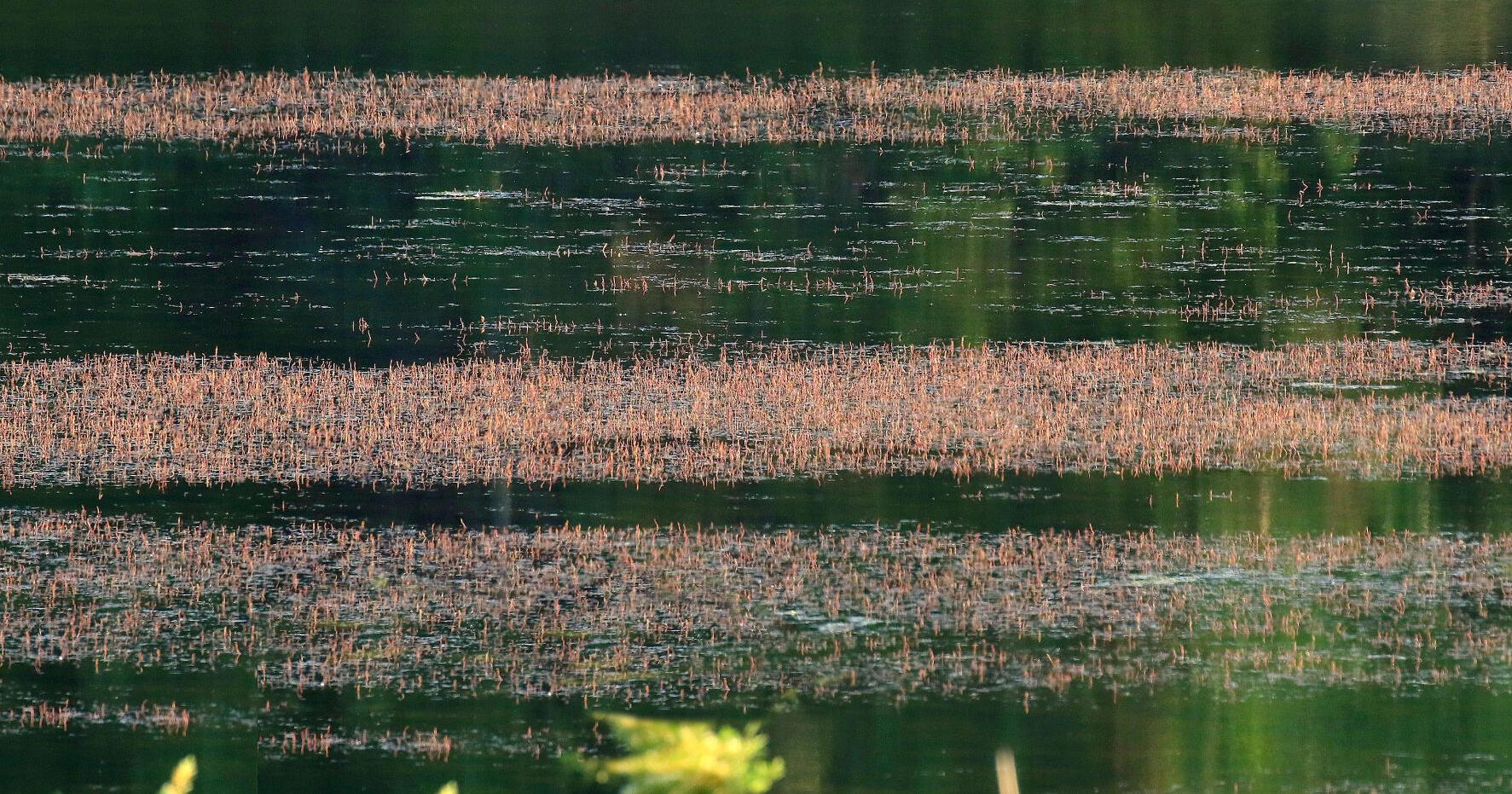 THE GREAT OUTDOORS: Some invasive species are being eradicated - Vimarsana News