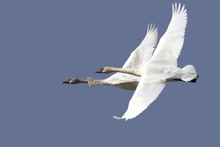 trumpeter swan flying