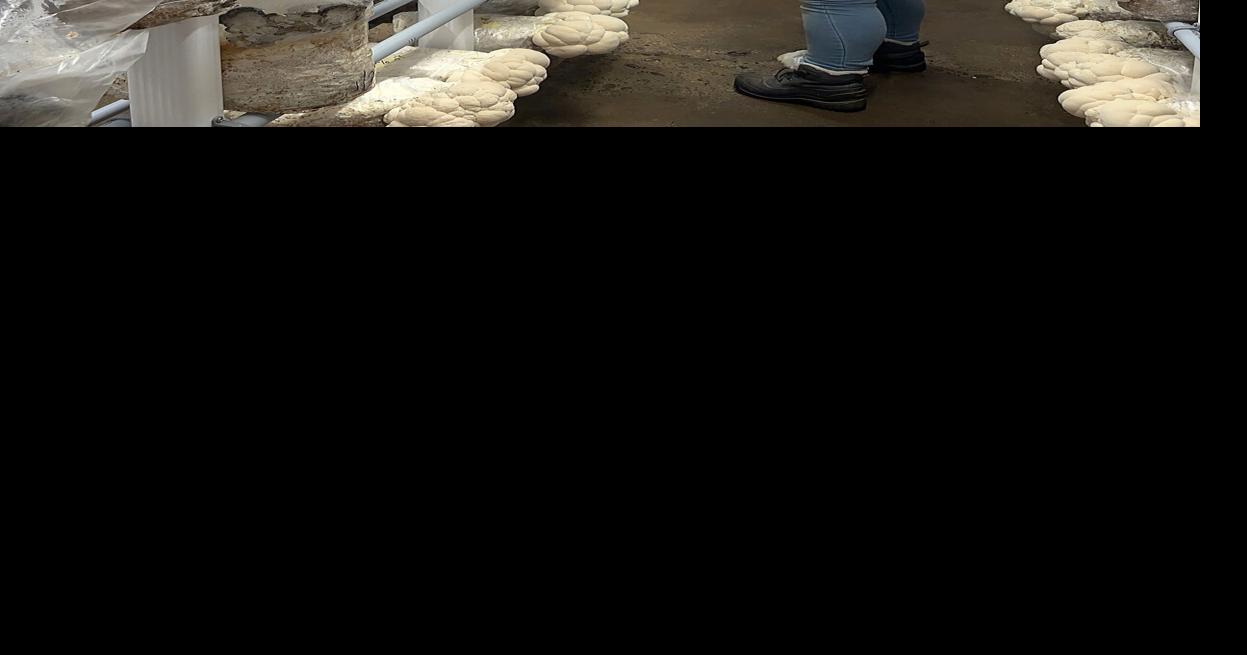 A mushroom farm has taken root at Heartland Organics Local News