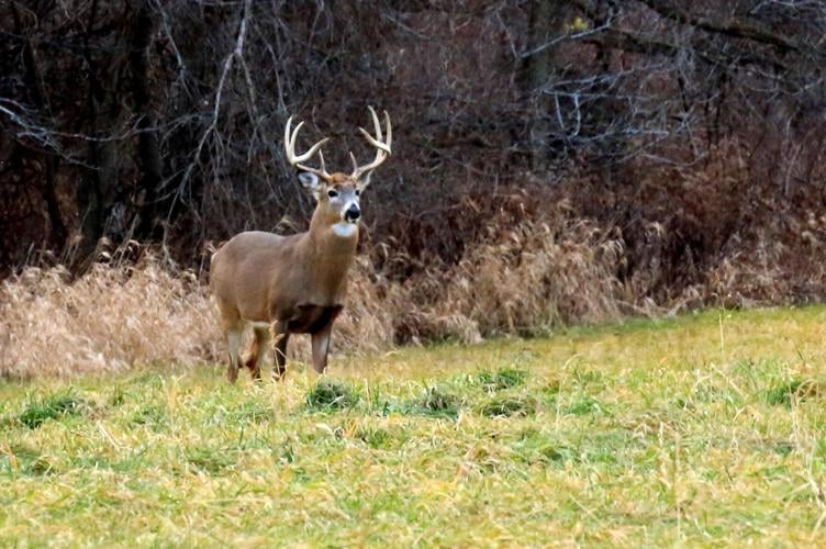 THE GREAT OUTDOORS: The many ways in which whitetail deer influence  humanity, Lifestyles