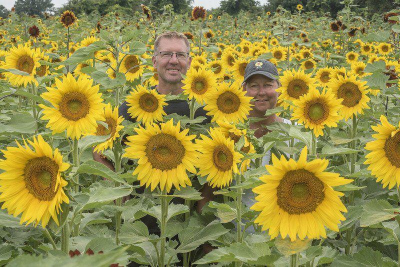 What Is It About Sunflowers Lifestyles Lockportjournal Com