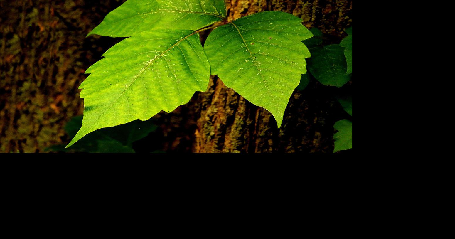 THE GREAT OUTDOORS: Dangers in the Alabama Swamps | Lifestyles ...