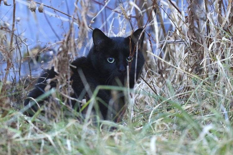 lockportjournal com Your community your newspaper