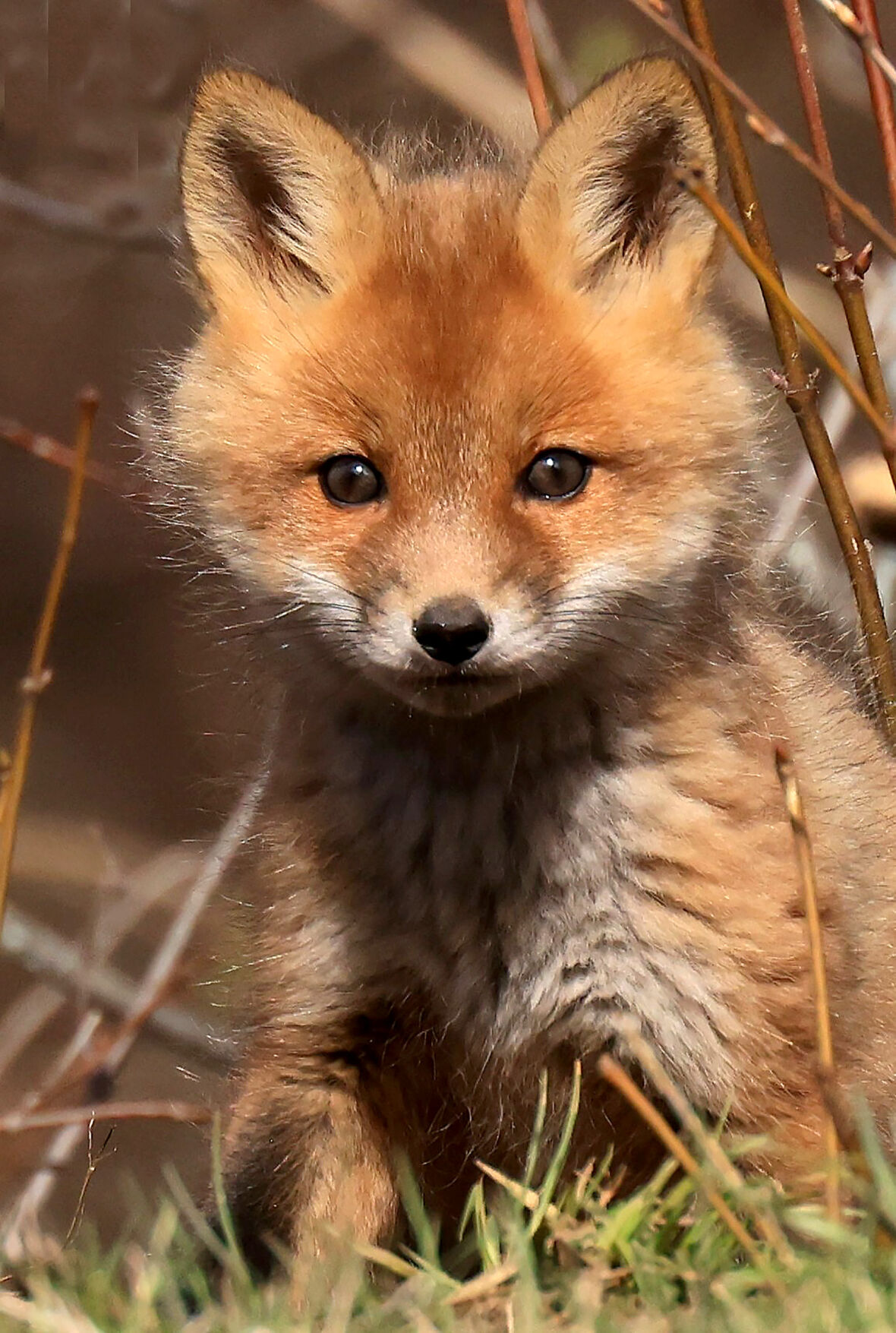 Baby sale foxes