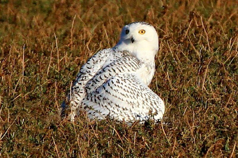 THE GREAT OUTDOORS: Snowy owls have returned to Western New York