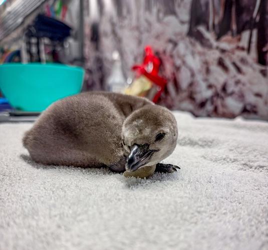 Aquarium of Niagara looking for help in naming its newest penguin