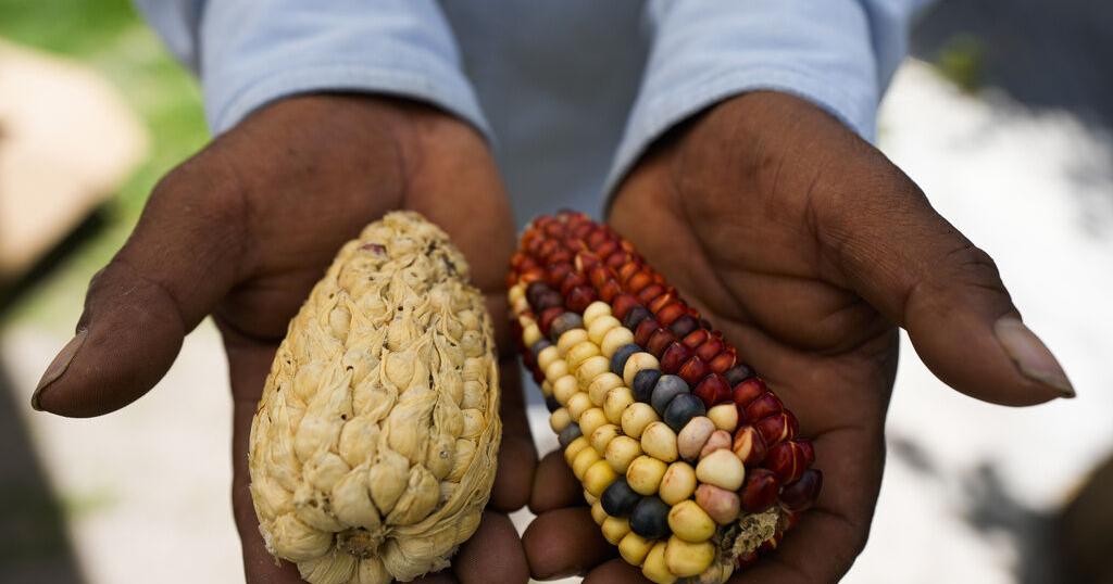 Heirloom corn in a rainbow of colors makes a comeback in Mexico, where white corn has long been king - Vimarsana News
