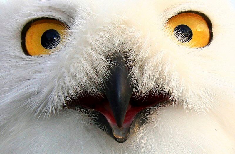 THE GREAT OUTDOORS: Do admire, but try not to startle, the snowy owl
