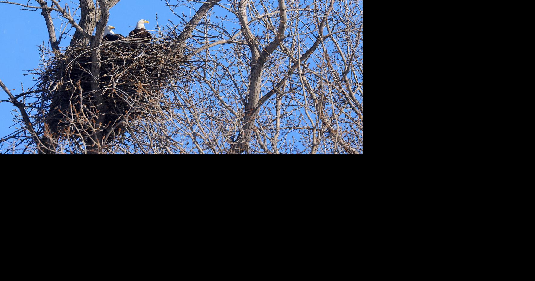THE GREAT OUTDOORS: What's happening, or not, in the Alabama Swamps ...