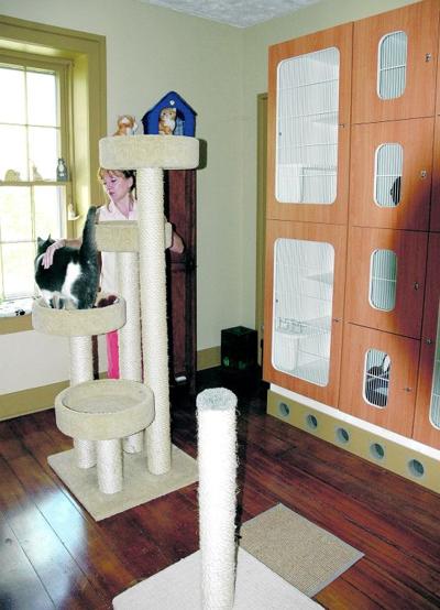 Cats Find Home While Owners Vacation Local News
