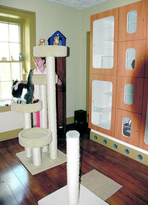 Cats Find Home While Owners Vacation Local News