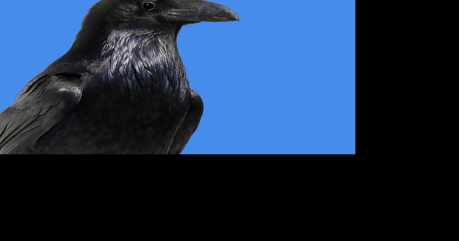 THE GREAT OUTDOORS: Smart and sassy: Introducing the raven | Lifestyles ...