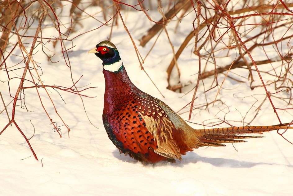 THE GREAT OUTDOORS The ins and outs of pheasant season Lifestyles