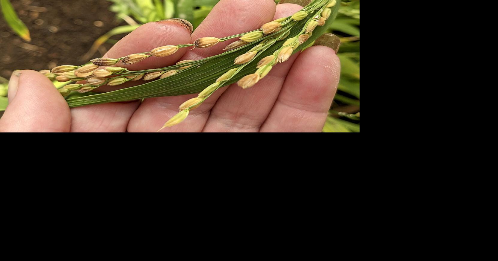 Want to grow your own rice? A step-by-step guide for adventurous ...