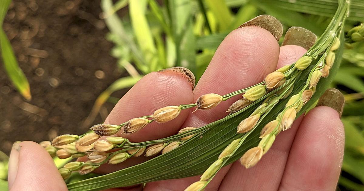 Want to grow your own rice? A step-by-step guide for adventurous ...