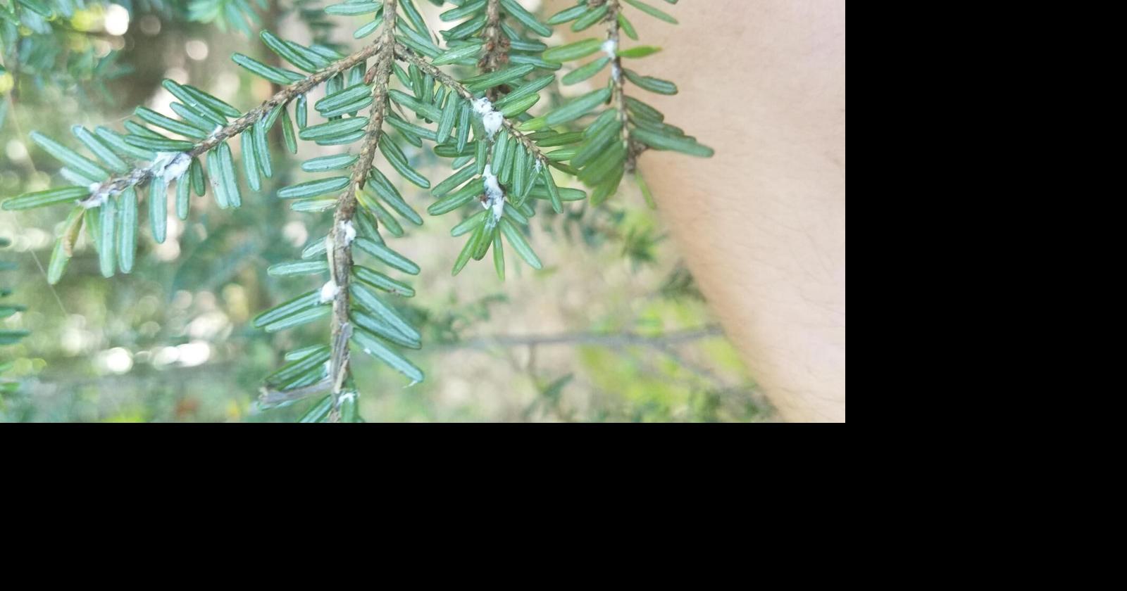 Invasive tree-killing pest creeping deeper into Adirondacks | Local ...
