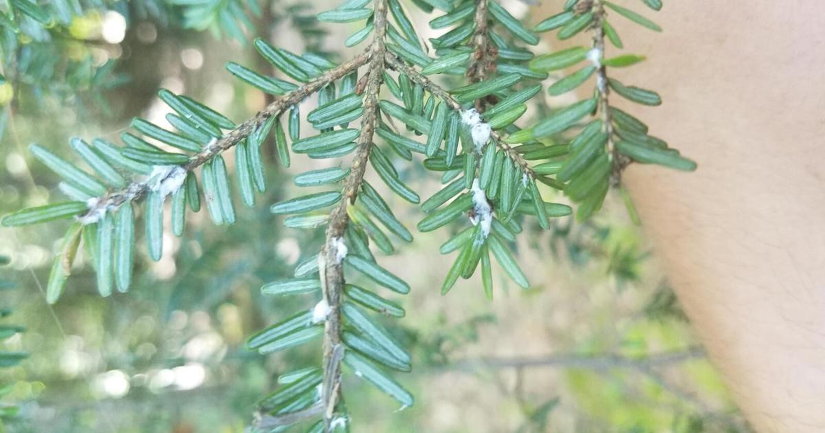 Propeller Tree Invasive Invasive tree-killing pest creeping deeper into Adirondacks | Local ...