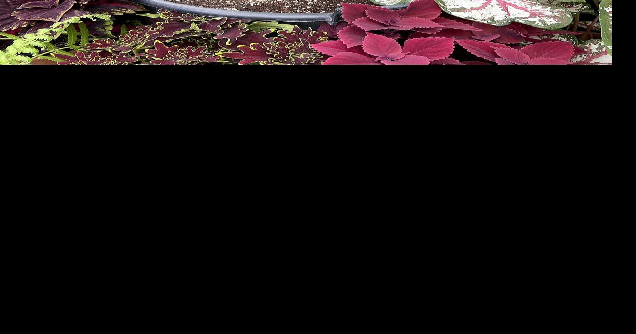 Morty Jr. the Corpse Flower is about to bloom | Lifestyles ...
