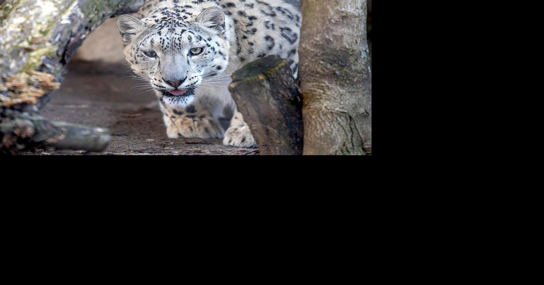Buffalo Zoo announces arrival of new snow leopard | Community ...