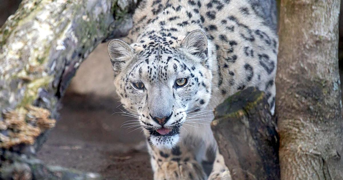 Leopards Communal Buffalo Zoo announces arrival of new snow leopard | Community ...