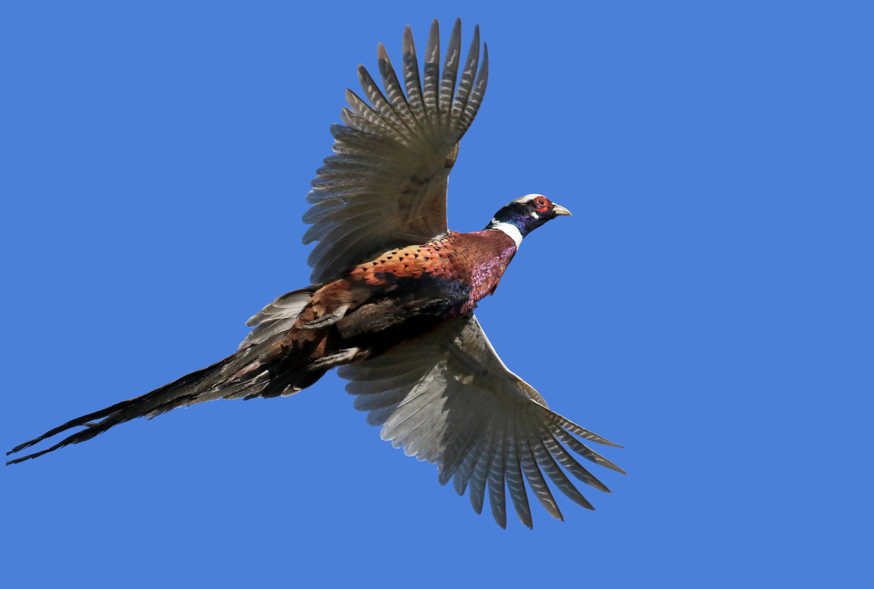 Ring-Neck-Pheasant | Ring necked pheasant, Pheasant, Beautiful birds