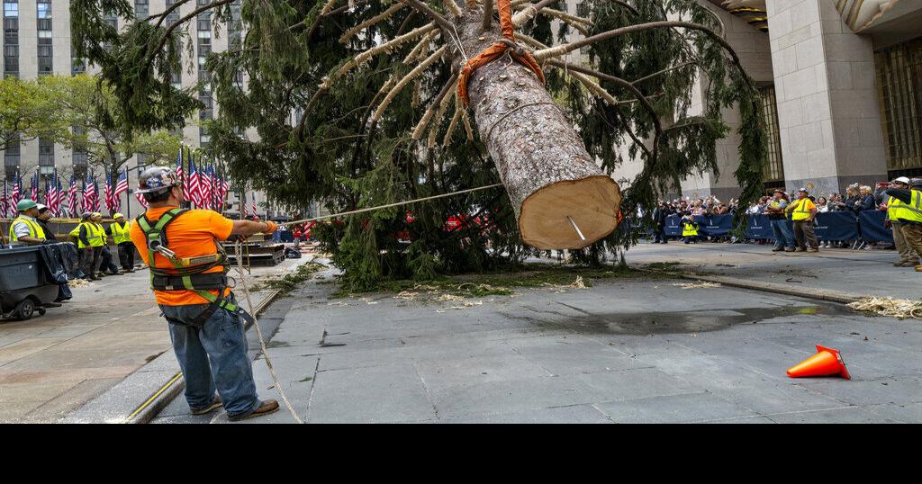 Holiday arrival: Rockefeller tree ushers in Christmas season ...