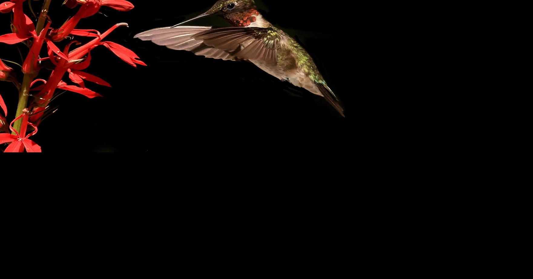 THE GREAT OUTDOORS: Tiny, nimble, amazing... that's a hummingbird ...