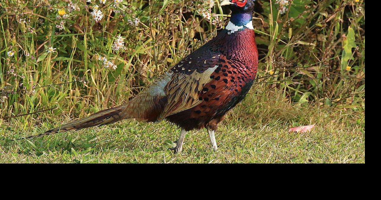The Great Outdoors Ring Neck Pheasant Is Quite A Game Bird Community Lockportjournal Com