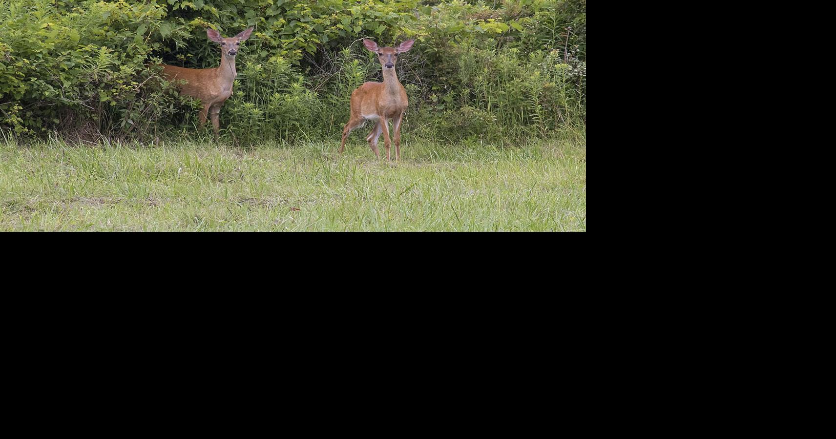 Deer complaints rise in Niagara County, nuisance permits seek to ...