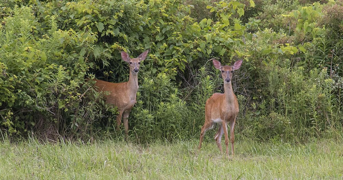 Deer Rise Deer complaints rise in Niagara County, nuisance permits seek to ...