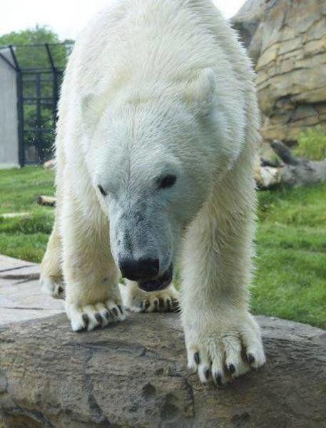 Are zoos ethical image