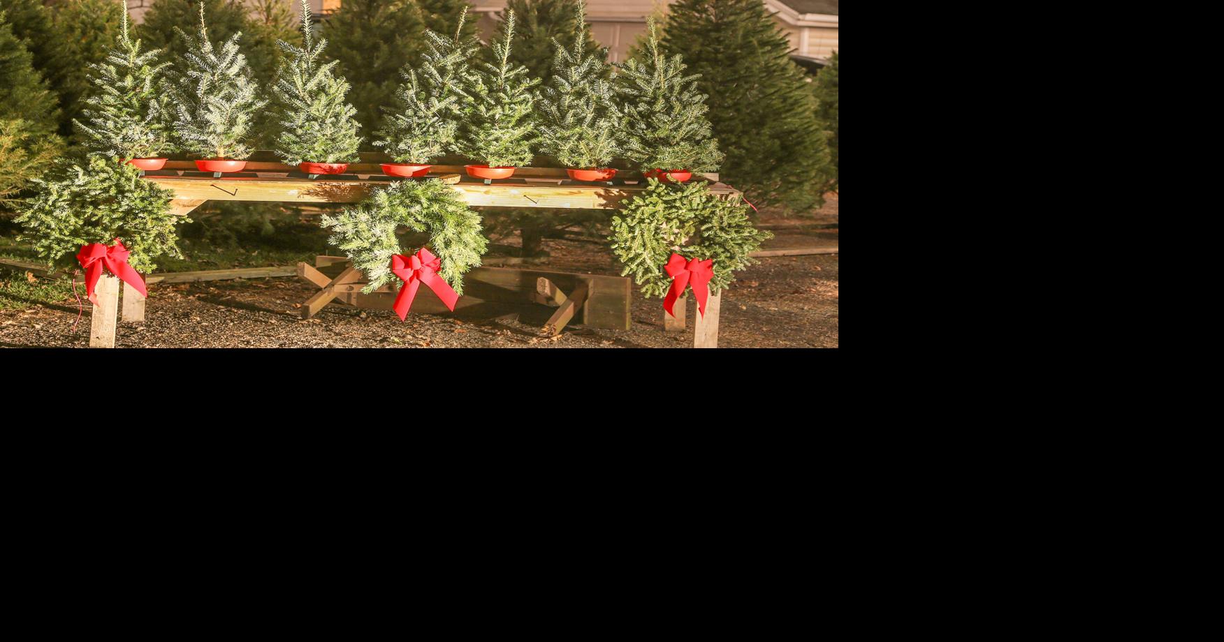 OUTSTANDING IN HER FIELD All about Christmas trees Lifestyles