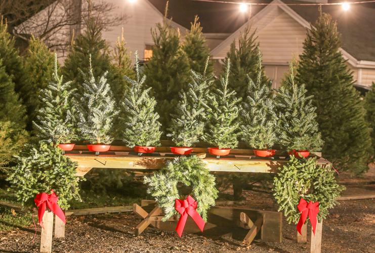 OUTSTANDING IN HER FIELD All about Christmas trees Lifestyles