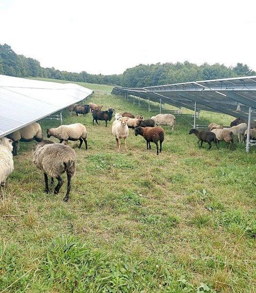 Solar ... and sheep