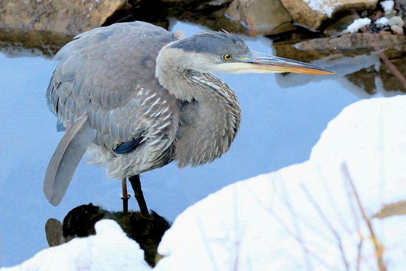 heron plush toy