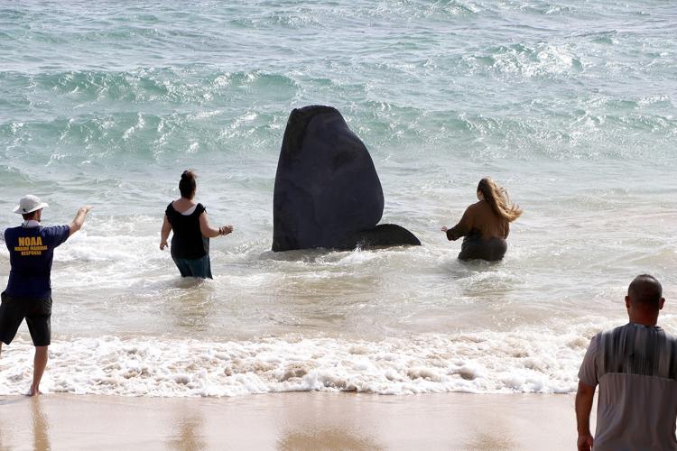 Hawaii Dead Whale Plastic