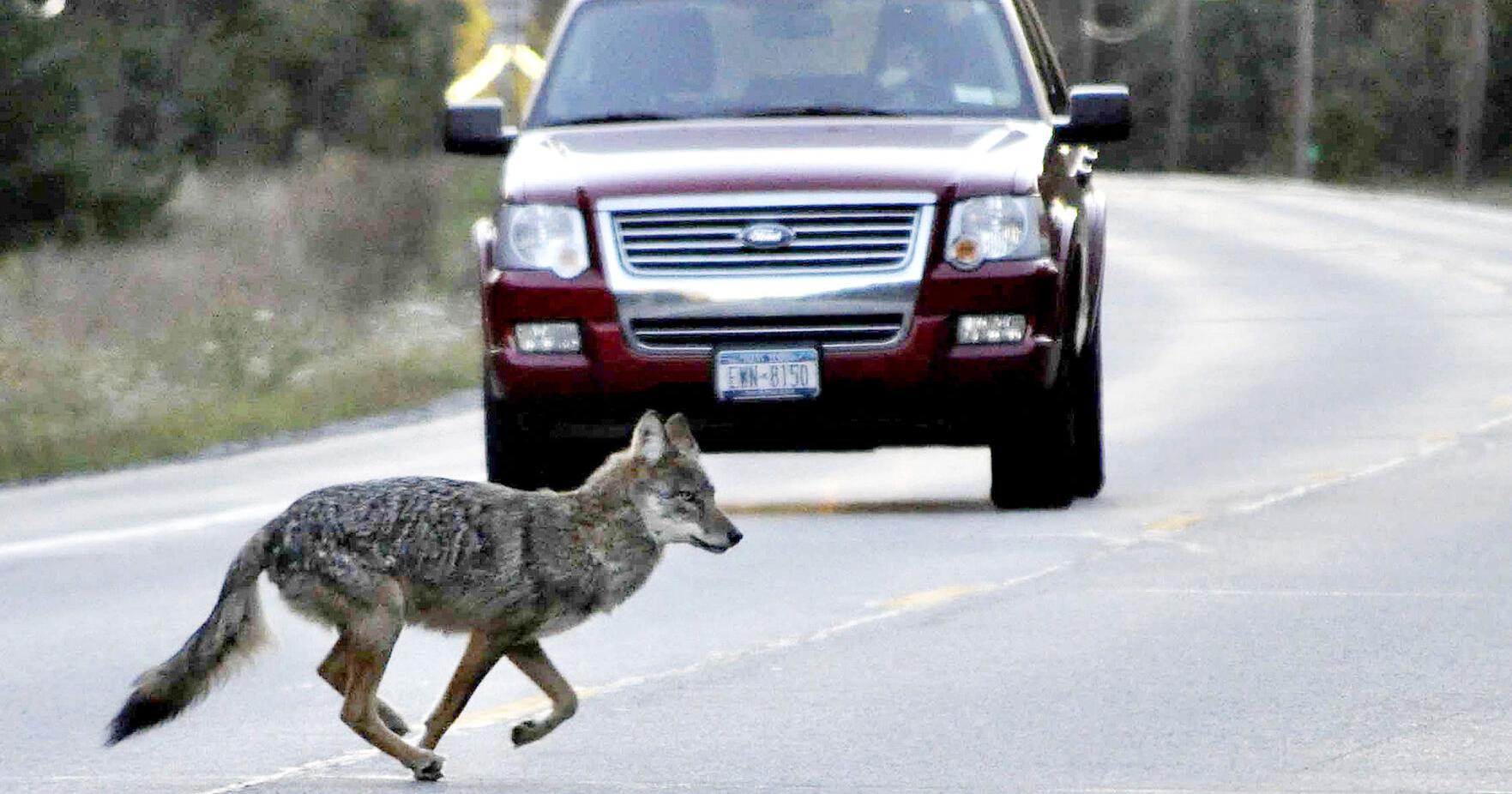 New York considers ban on cash prize contests for hunting coyotes, squirrels, some other wildlife - Vimarsana News