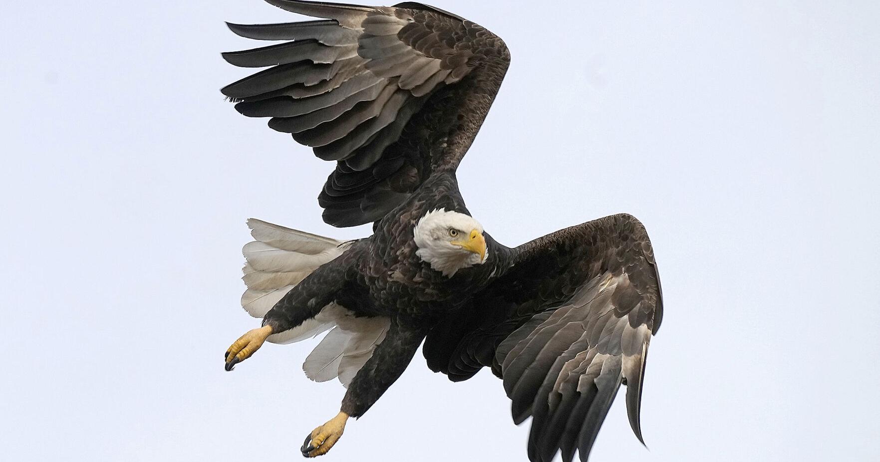 Men charged with killing 3,600 birds, including bald and golden eagles, to sell on black market - Vimarsana News