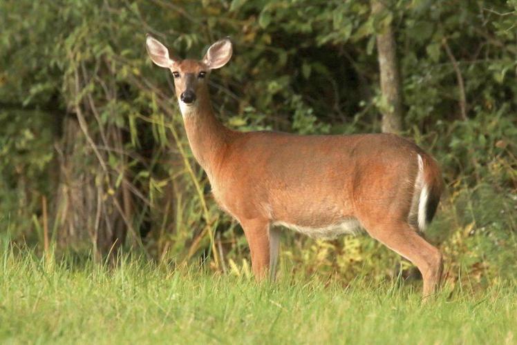 Face of deer hunting changing in the Southern Tier