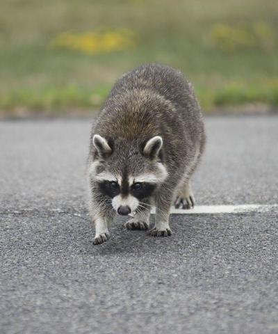 Pair Of Raccoons Test Positive For Rabies Local News Lockportjournal Com