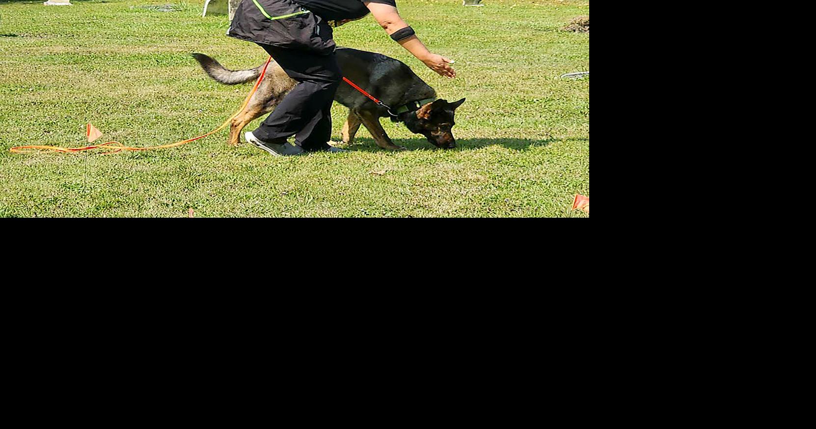Work'n Dogs: Cold case training in Niagara County | Local News ...